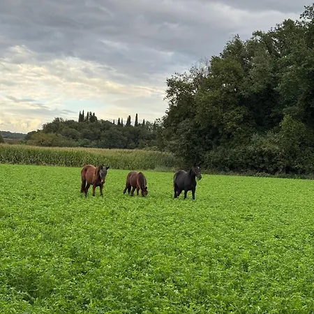 Delle Scuderie